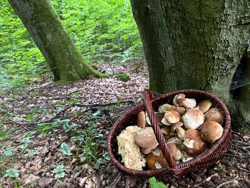 Der volle Pilzkorb von Stefan und Dani; Foto © Stefan 11.8.23