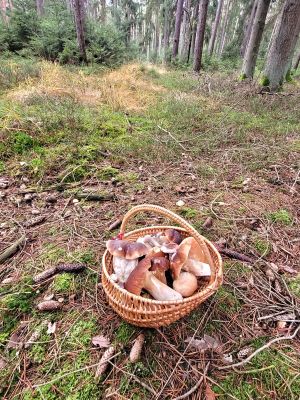 Voller Pilzkorb mit Steinpilzen obendrauf; Foto Verena 5.11.25