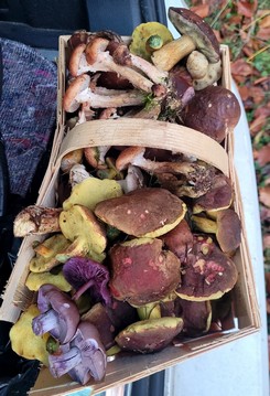 Spankorb voller Pilze; Foto Verena 10.11.23