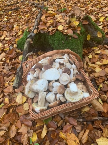 Voller Pilzkorb vor einem Buchenstubben; Foto Ingeborg 3.11.23