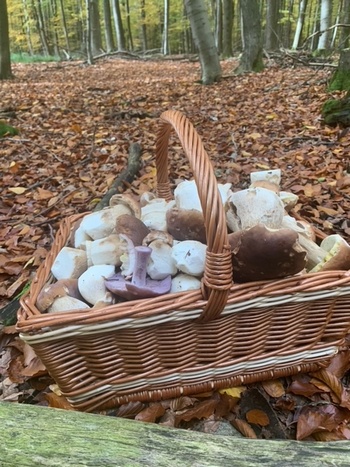 Ein herrlicher voller Steinpilzkorb im Laubwald; Foto © Ingeborg 3.11.23