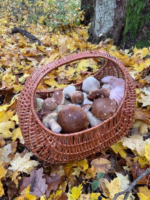 Voller Steinpilzkorb im Laubwald; Foto © Tobias 3.11.23