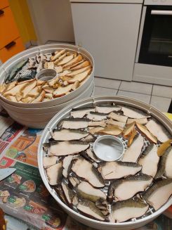 Die Pilze vor dem Trocknen; Foto Margit 5.11.25