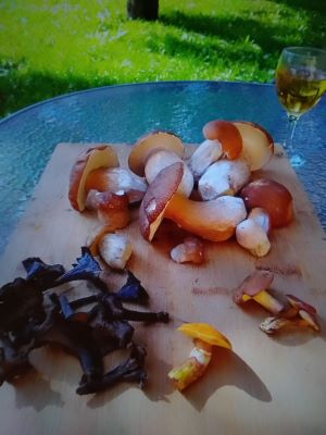 Vortagsfund mit ersten Herbsttrompeten; Foto Thomas 5.8.25