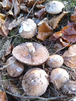 Waldchampignons Margit 4.11.22