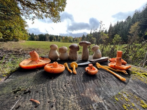 Waldpanorama mit Pilzen; Foto Heiko 31.10.23