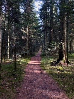 Waldtypologie Stefan 30.10.22