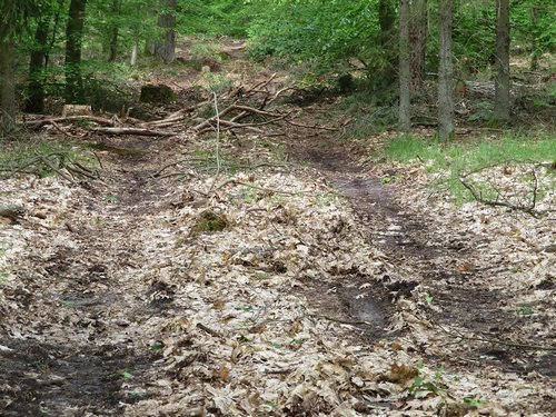 Waldverwüstung Michael 21.5.23