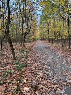 Herbstlicher Waldweg im Drrömling; Foto Chrischi 25.10.25