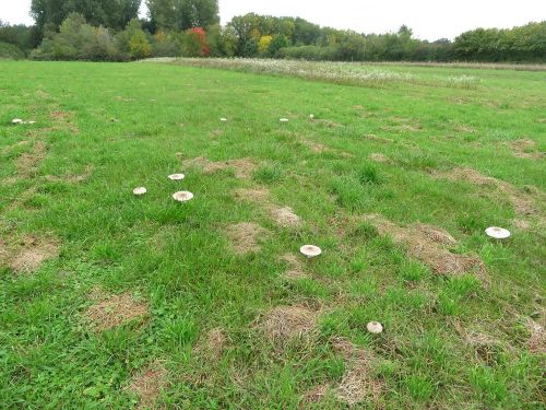 Wiesenimpression; Foto Michael 13.10.25