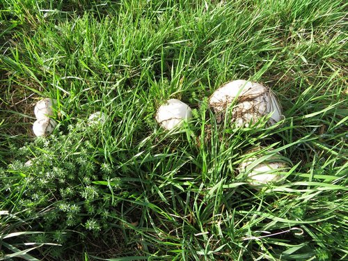 Wiesenchampignons; Foto Michael 17.11.23