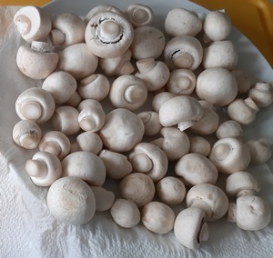 Wiesenchampignons Andrea 29.7.23