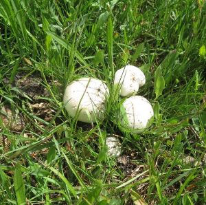 Erste Wiesenchampignons; Foto Michael 4.6.26 Erste Wiesenchampignons; Foto Michael 4.6.26
