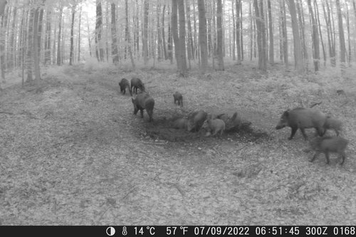 Wildschwein Heike 3.10.22