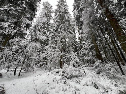 Winter im nördlichen Schwarzwald; Foto Heiko 1.12.23