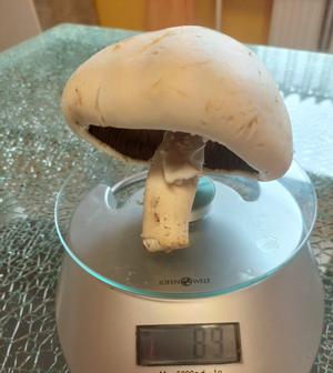 Wiesenchampignon 90gr Margit 7.8.23