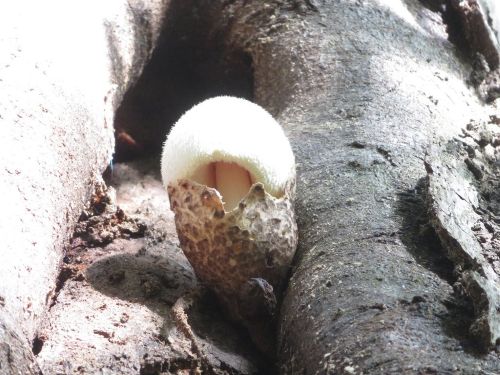 Seltener Wolliger Scheidling; Foto Michael 14.10.25