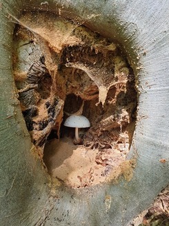 Wolliger Scheidling in Grotta; Foto Agnes 2025