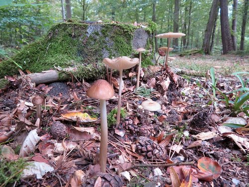 Wurzelnde Schleimrüblinge in Formation; Foto ©  Michael 21.9.23