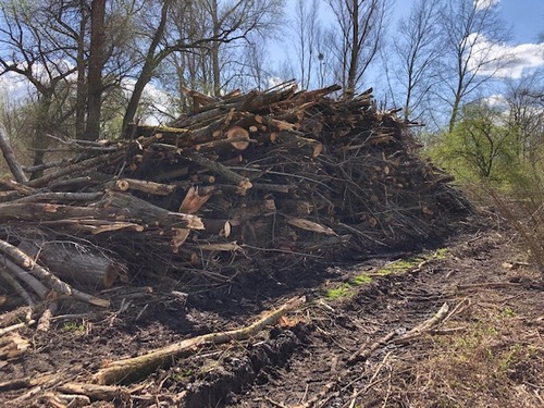 Zerstörter Auwald3 Thomas 27.3.23