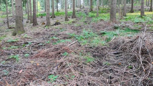 Zweige überdecken den Waldboden; Foto Christine 23.10.25