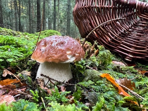 Knackiger Steinpilz mit Korb; Foto Heiko 7.11.23