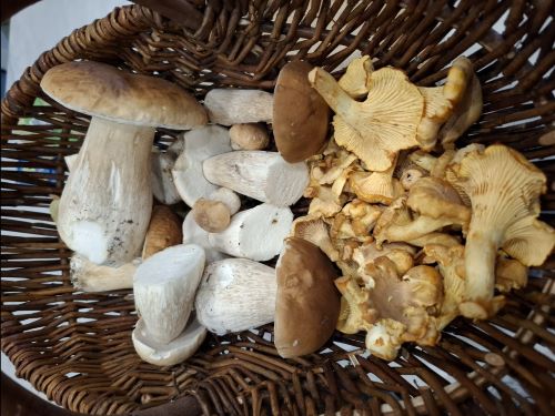 Korb mit Steinpilzen und Pfifferlingen; Foto Onno 13.8.25 Korb mit Steinpilzen und Pfifferlingen; Foto Onno 13.8.25