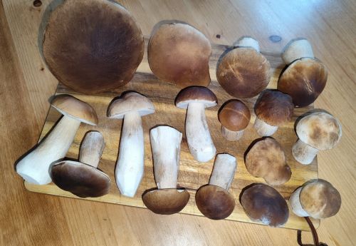 Steinpilzfund aus neuem Waldgebiet; Foto Michael 24.9.25