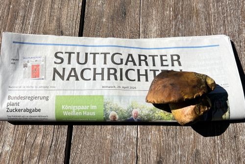 Erster Flockenstieliger Hexenröhlring 2026; Foto Heiko 29.4.26 Erster Flockenstieliger Hexenröhlring 2026; Foto Heiko 29.4.26