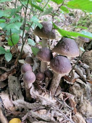Zehn büschelig wachsende Hainbuchenraufußröhrlinge; Foto Verena 5.8.25