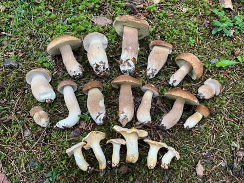 14 Sommersteinpilze, sechs Blasse Pfifferlinge; Foto Luca 15.6.25