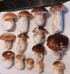 14 erstklassige Steinpilze; Foto Ivanka 27.10.25 14 erstklassige Steinpilze; Foto Ivanka 27.10.25