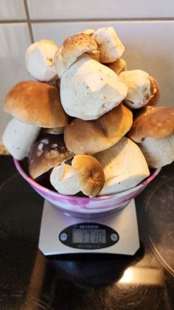1710 Gramm sind es am Ende; Foto Florian 1.9.26