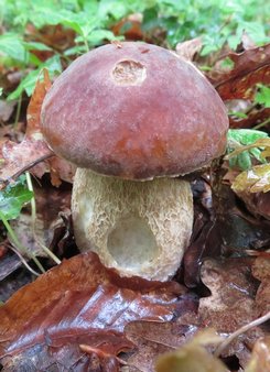 Angeknabberter Sommersteinpilz; Foto Michael 19.5.24 Angeknabberter Sommersteinpilz; Foto Michael 19.5.24