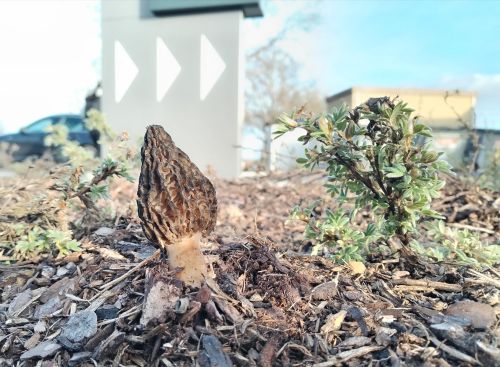 Rindenmulchmorchel; Foto Simon 18.3.26