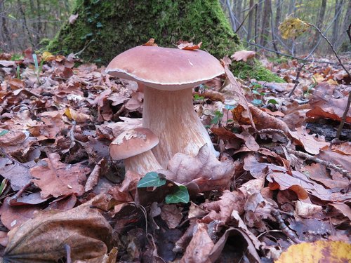 2Aestivalis Michael 19.10.22 2Aestivalis Michael 19.10.22