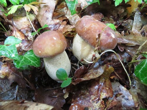 Zwei frühe junge Sommersteinpilze; Foto Michael 19.5.24 Zwei frühe junge Sommersteinpilze; Foto Michael 19.5.24
