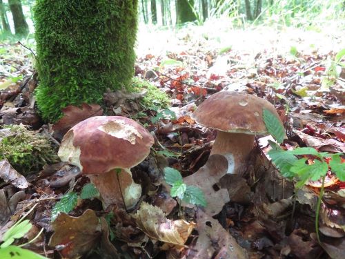 Zwei Sommersteinpilze; Foto Michael 23.6.25