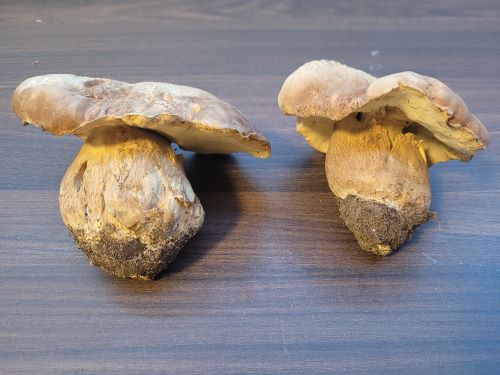 Zwei Sommersteinpilze; Foto Verena 18.7.24