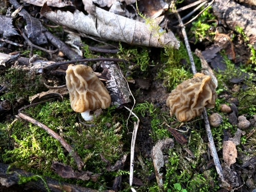 2 Böhmische Verpeln; Foto Stefan 9.3.24 2 Böhmische Verpeln; Foto Stefan 9.3.24