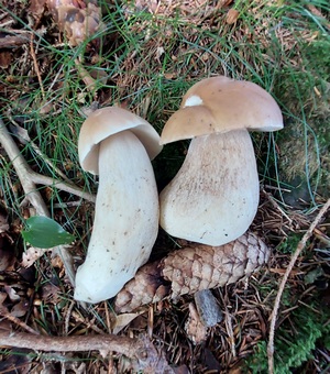 Zwei schöne Fichtensteinpilze; Foto Martin 8.6.24