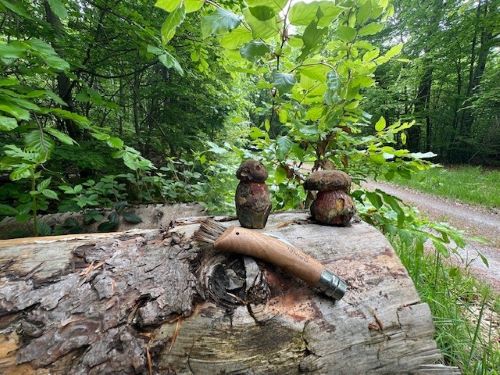 Zwei Flockenstielige Hexenröhrlinge auf dem Ausguck; Foto Heiko 8.5.25