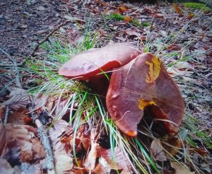 Zwei Flockenstielige Hexen; Foto Thomas 27.7.25 Zwei Flockenstielige Hexen; Foto Thomas 27.7.25