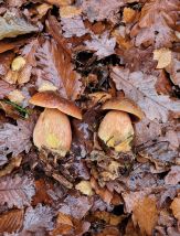 2 Schöne junge Flockenstielige Hexenröhrlinge; Foto Verena 16.11.25