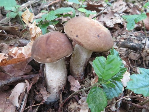 Zwei Hainbuchenraufußröhrlinge; Foto Michael 21.6.24 Zwei Hainbuchenraufußröhrlinge; Foto Michael 21.6.24