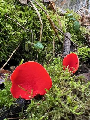 Zwei Kelchbecherlinge; Foto Heiko 8.2.26