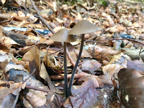 2Knoblauchschwindlinge Thomas 30.9.22