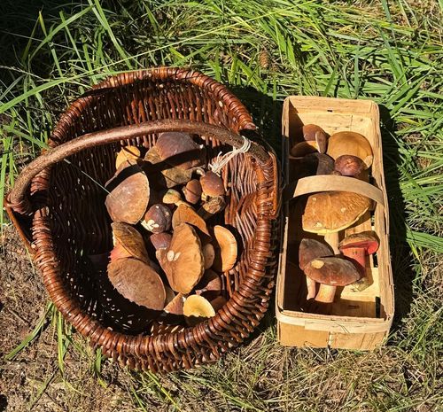 Schöne Pilzkörbe; Foto Dirk 29.9.25 Schöne Pilzkörbe; Foto Dirk 29.9.25