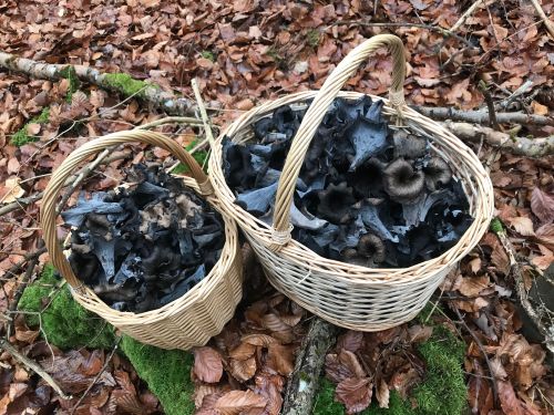 Zwei Körbe voller Herbsttrompeten;  Foto Jürgen 15.11.25