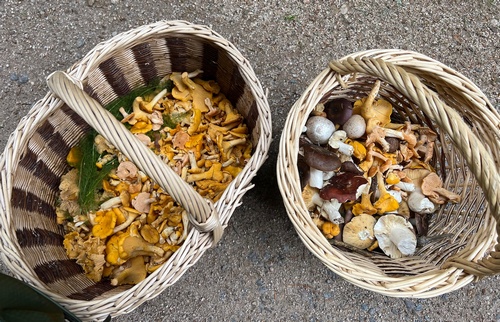 2Körbe Oliver 7.8.23 2Körbe Oliver 7.8.23